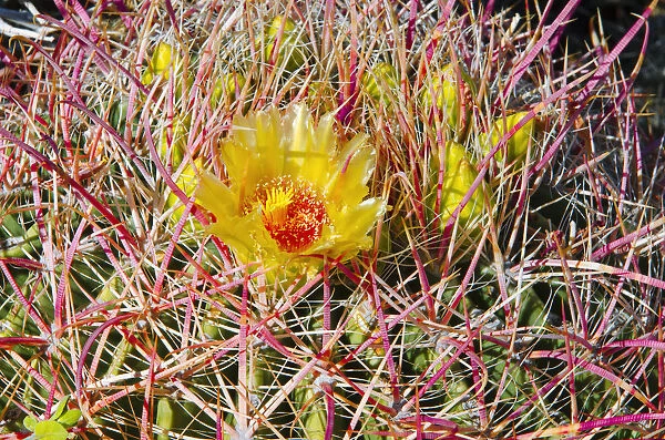Barrel cactus blooming in Plum Canyon, Anza-Borrego Desert State Park, California, USA