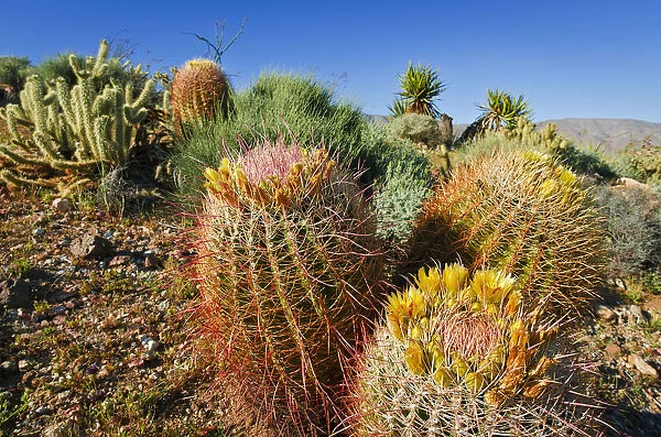 Barrel cactus and cholla in Plum Canyon, Anza-Borrego Desert State Park, California, USA