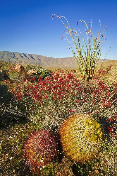Barrel cactus, chuparosa, and ocotillo in Plum Canyon, Anza-Borrego Desert State Park
