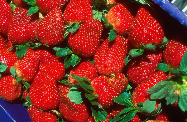 A basket of strawberries at Parker Farms in Plant City, Florida