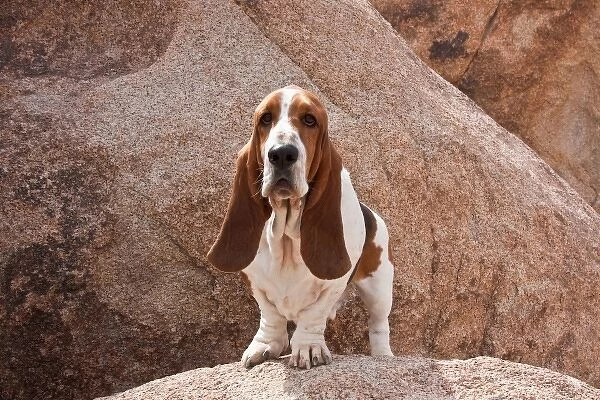 A Basset Hound standing on a boulder at Joshua Tree National Park in California
