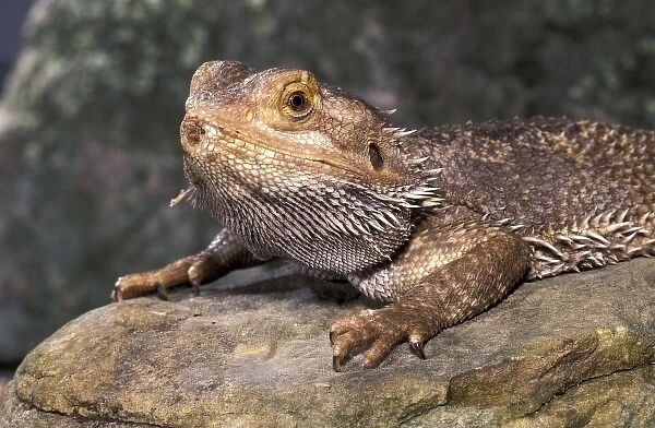 Bearded Dragon Lizard (Amphibolurus barbatus)