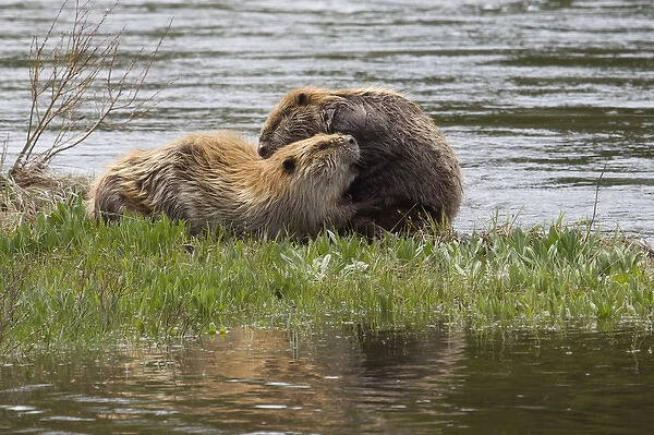 Beaver pair grooming one another