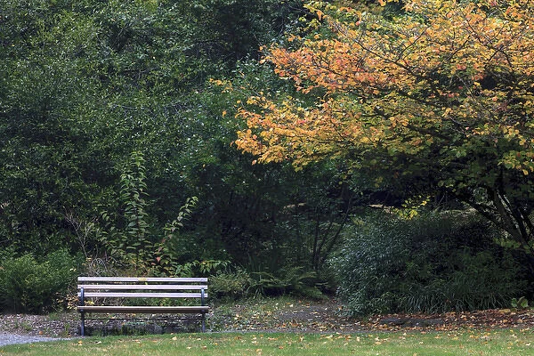 Bench. Fall colors Seattle Arboretum. Washington