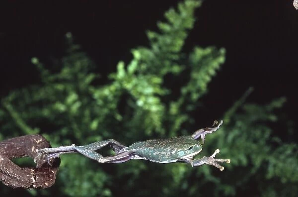 Big Eye Treefrog Jumping, Leptopelis vermiculatus, Native to Tanzania