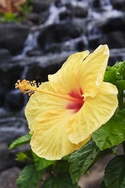 Big Island, Hawaii. Hibiscus flower the Big Island Hawaii