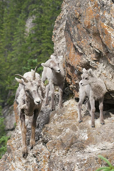 Bighorn Sheep Ewe with young twins