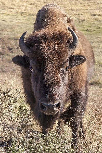 Bison. Yellowstone National Park Wyoming