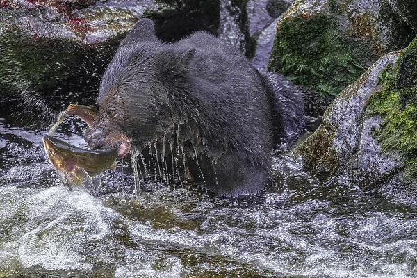 Black Bear, Salmon run, Anan Creek Wrangell, Alaska, USA