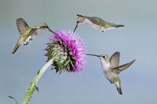 Black-chinned Hummingbird (Archilochus alexandri) females feeding at flowers, Texas