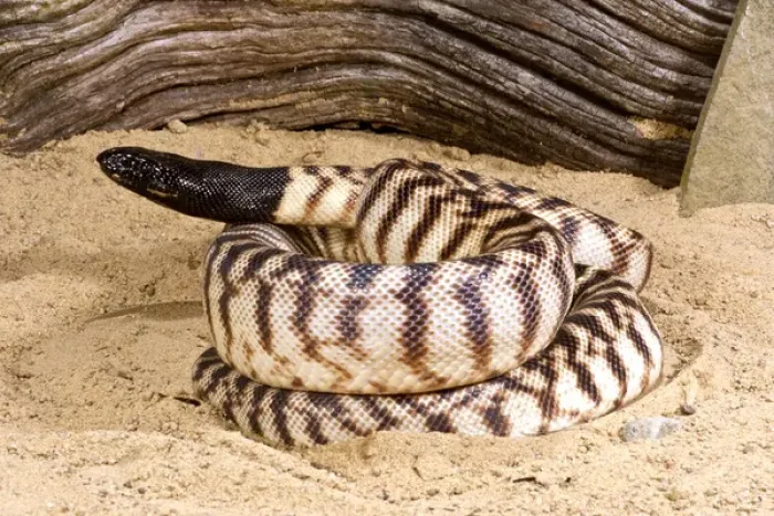 Framed Print : Black-headed Python Print, Aspidites melanocephalus native to Australia Framed Print : Black-headed Python Print, Aspidites melanocephalus native to Australia