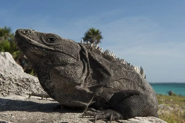 Black Iguana (Ctenosaura similis), Tulum, Sian Ka an Biosphere Reserve, Yucatan Peninsula