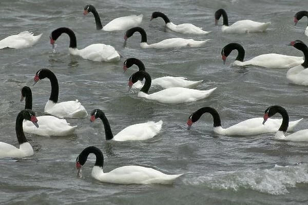 Black-necked swans (Cygnus melancoryphus) on lake, Torres del Paine National Park