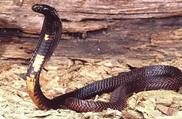 Black Pakistan Cobra, Naja naja karchiensis, Native to Pakistan