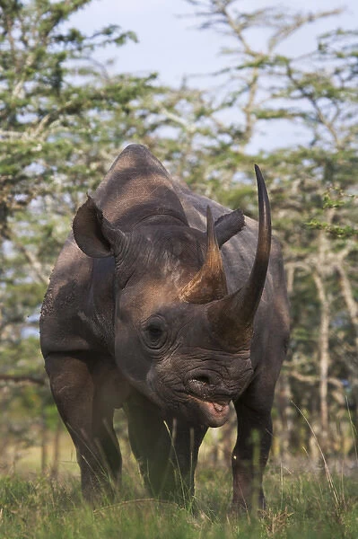 Black Rhino (Diceros bicornis), Mount Kenya National Park, Kenya