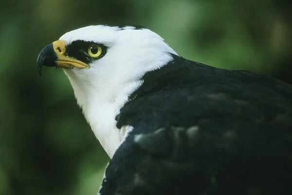 Black and White Hawk, Eagle, (Espizaetus melanoleucus), portrait in captivity, Atlantic Forets