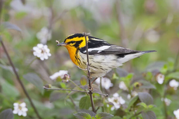 Blackburnian Warbler (Dendroica fusca) adult male foraging for insects in lantana garden