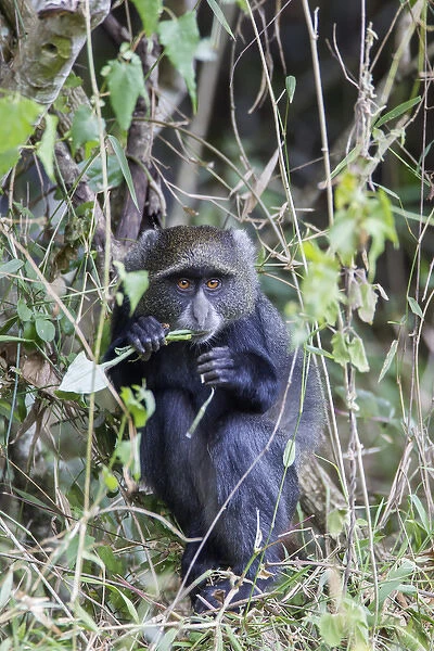Blue Monkey (Cercopithecus mitis) crouched in vines eating while looking at the camera