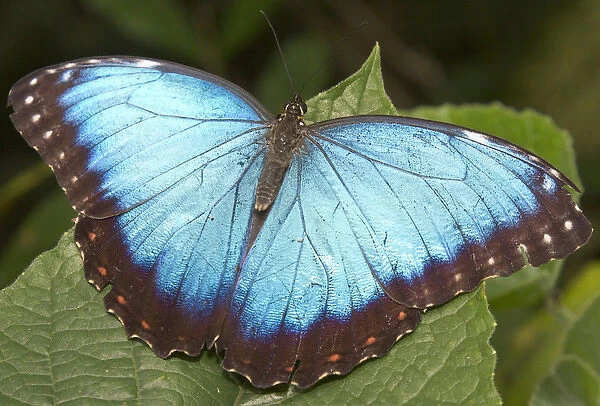Blue Morpho (Morpho) butterfly, Green Hills Butterfly Farm, Belize