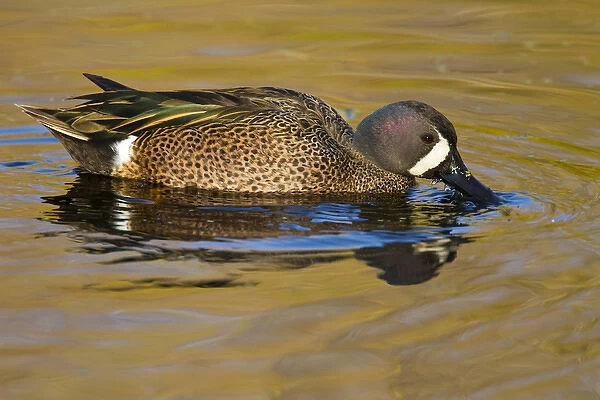 Blue-winged Teal (Anas discors) duck feeding in freshwater pond