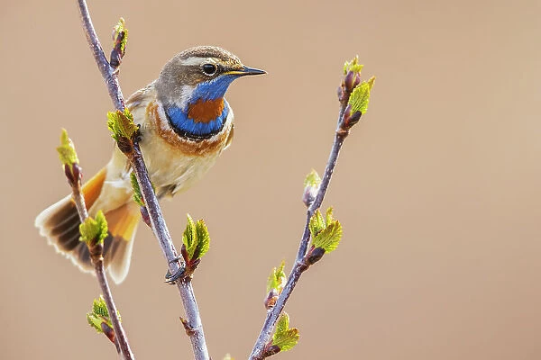 Bluethroat, checking on his territory
