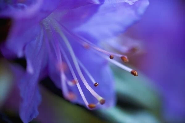 Bluish Purple small Rhododendron Bloom close-up, Sammamish Washington