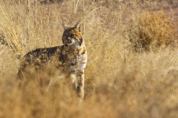 Bobcat walking through the brush, Lynx rufus baileyi, Bosque del Apache NWR, NM (wild)