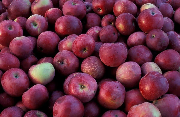 Bolton, MA. USA. Harvested apples at the Nicewicz Farm in Massachusetts Nashoba