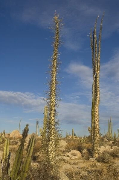 boojum, or cirio, trees, Fouquieria columnaris, in the desert on the Baja California Peninsula