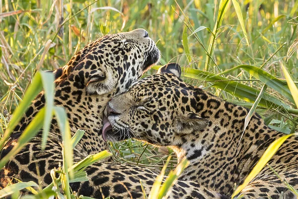 Brazil, Pantanal. Close-up of jaguars grooming. Credit as