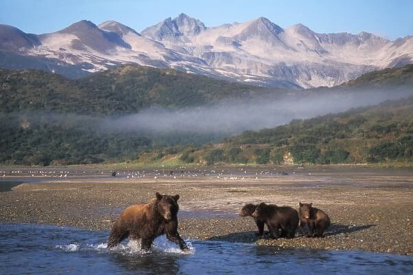 Brown bear, grizzly bear, sow fishing with cubs, Katmai National Park, Alaskan peninsula