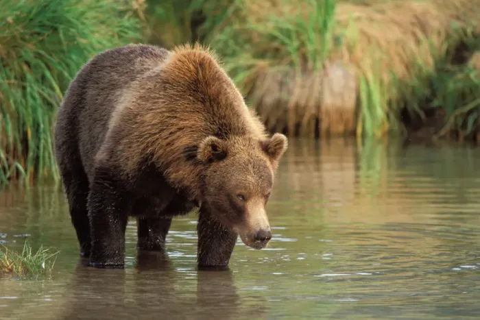 Framed Print : Brown Bear Fishing for Pink Salmon Print Framed Print : Brown Bear Fishing for Pink Salmon Print