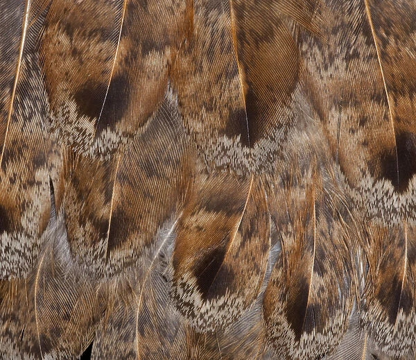 Brown Feather Fanning effect