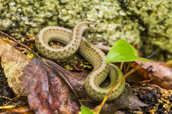 Brown snake, Storeria dekayi dekayi. Barrington, New Hampshire
