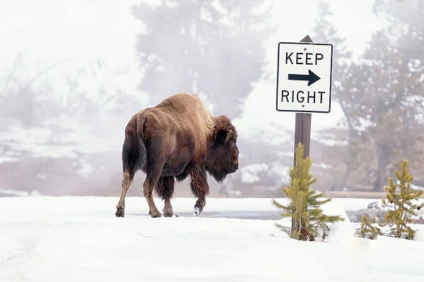 Buffalo looking for Direction. Yellowstone National Park. Wyoming