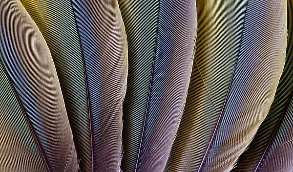 Buffons Macaw feather design