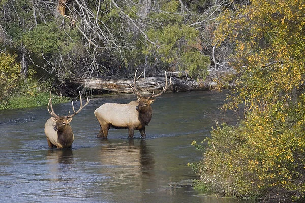 Bull elk crossing