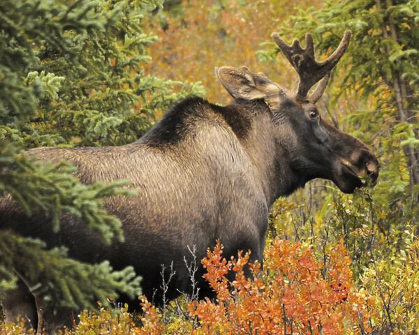 Bull Moose; Feeding; Denali National Park; Alaska; USA