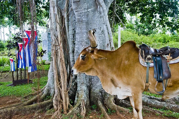 Bull in Pinar del Rio, Vinales, Vinales Valley, Valle de Vinales, Cuba