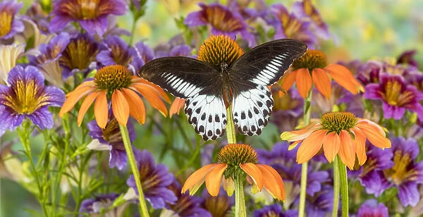 Butterfly Papilio polymnestor on orange coneflowers and painted tongue