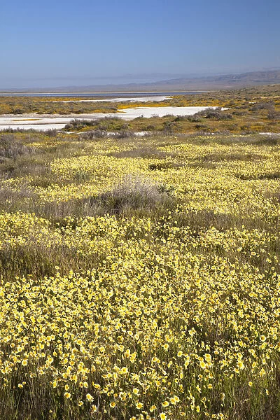 CA, Carrizo Plain NM, Carrizo Plain with spring wildflowers (Yellow Tidy Tips)