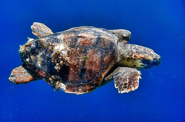 Cabo Pulmo, Mexico, Caretta caretta, Loggerhead Sea Turtle with barnacles swimming