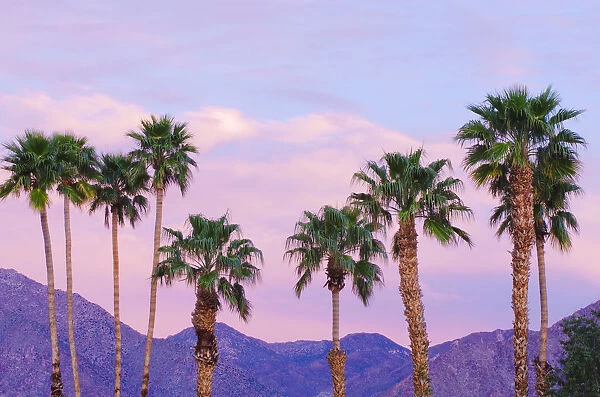 California Fan Palms under San Ysidro Mountain, Anza-Borrego Desert State Park, California