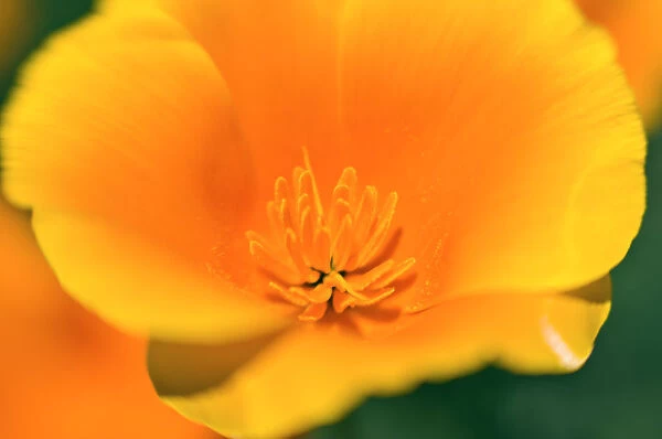 California Poppy detail (Eschscholzia californica), Antelope Valley, California USA
