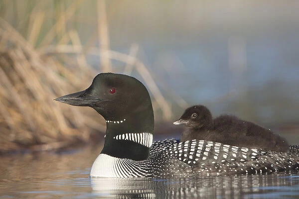 Canada, British Columbia. Adult Common Loon (Gavia immer) floats with a chick