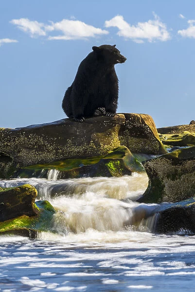 Canada, British Columbia. Black bear waiting for salmon