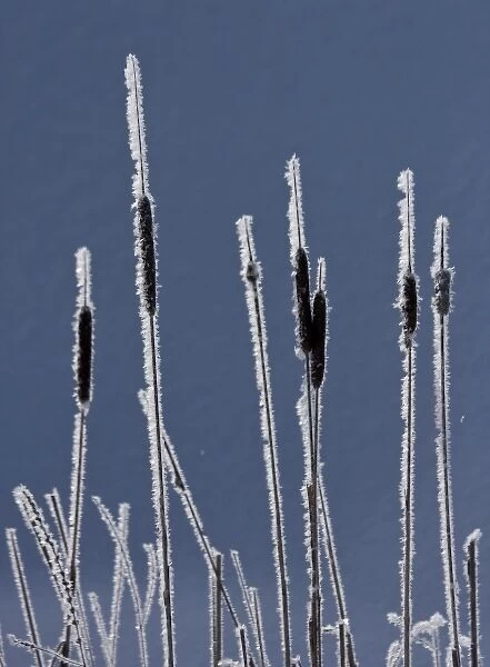Canada, British Columbia. Bulrushes coated with hoar frost with snow in background