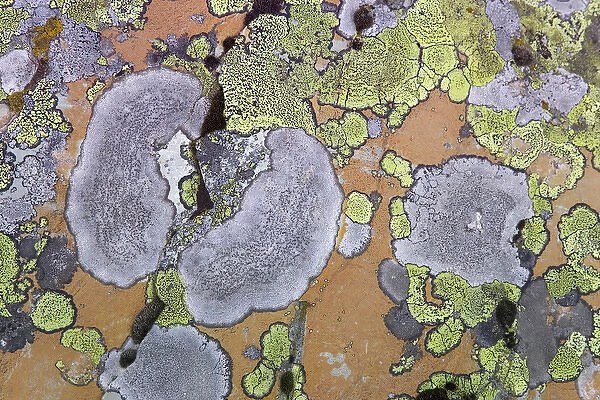 Canada, British Columbia. Close-up of lichen on rock