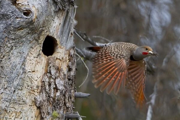 Canada, British Columbia. Male adult Red-shafted Flicker (Colaptes auratus) flies
