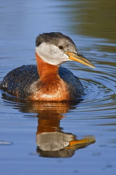 Canada, British Columbia, Red-necked Grebe (Podiceps grisegena) adult swimming in lake